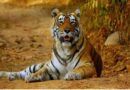 उत्तराखंड में पांच महीनों में 13 बाघों की मौत, सरकार गंभीर; CM ने दोषियों पर कार्रवाई की कही बात
