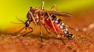 Dengue in Bihar: 95 dengue patients have been found in the capital Patna in the last 24 hours.