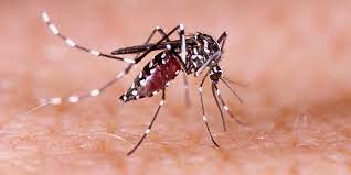 Dengue kills 333 peoples in Bihar in one day, 