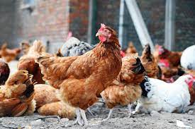 Clean energy will be generated from chicken feathers