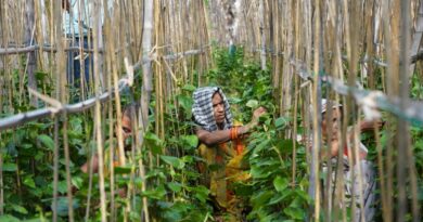 Paan industry worth crores is being affected by the warming world