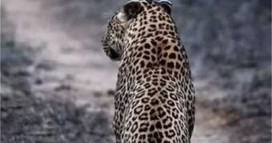 Leopard made a fatal attack on a 12 year old child, friends saved his life.