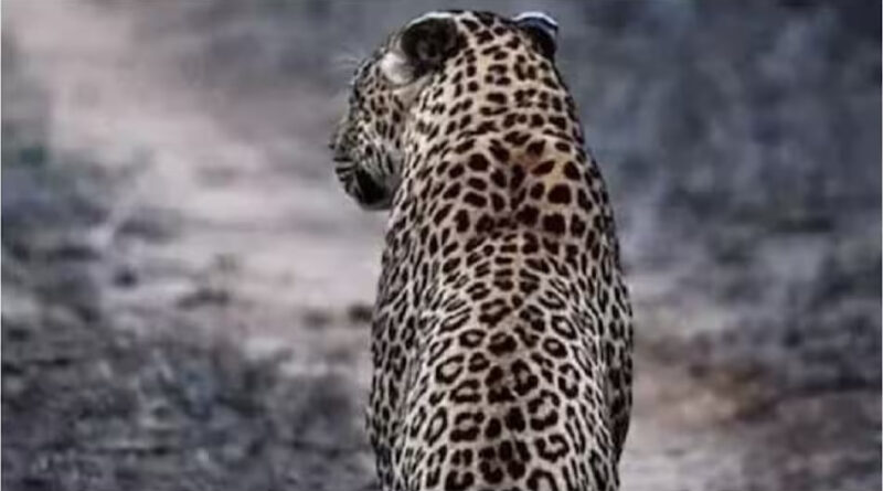 Leopard made a fatal attack on a 12 year old child, friends saved his life.