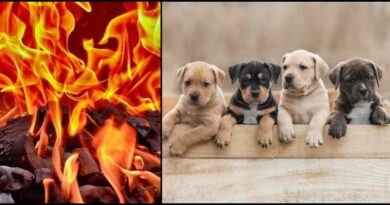 Youth burnt four puppies alive in tandoor