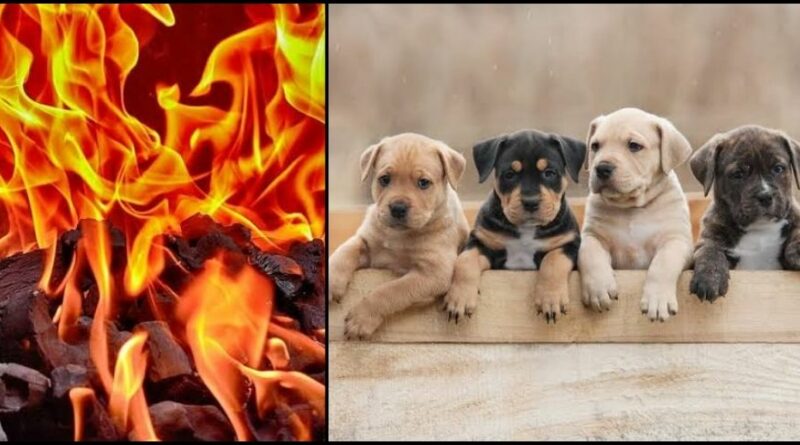 Youth burnt four puppies alive in tandoor