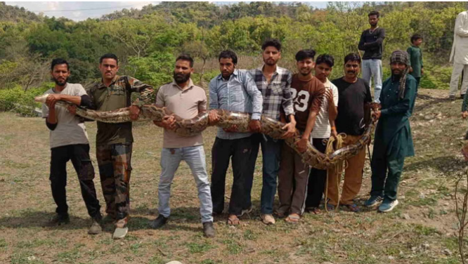 Vikasnagar: गुर्जर बस्ती में निकला 14 फीट लंबा अजगर,  देखने के लिए जुटी भीड़, वन विभाग की टीम ने किया रेस्क्यू