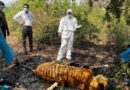 कॉर्बेट टाइगर रिजर्व में बाघ का शव मिलने से मचा हड़कंप, पड़ताल तेज
