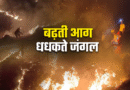 उत्तराखंड के जंगलों में आग का भयंकर तांडव, 3 महीने में 300 घटनाएं रिकार्ड, 239 हेक्टेयर वन क्षेत्र राख