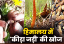 उत्तराखंड में चमत्कारी जड़ी की खोज में निकले हजारों लोग, ₹20 लाख प्रति किलो बिकती है ‘हिमालयन वियाग्रा’