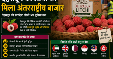 देहरादून की लीची को मिला अंतरराष्ट्रीय बाजार