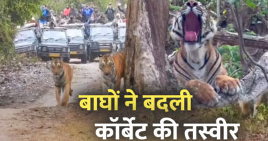 International Tiger Day: बाघों ने बदली कॉर्बेट की तस्वीर, पर्यटन से रोजगार तक बढ़ी रफ्तार