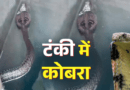 मानसून में रहें सतर्क! हल्द्वानी में पानी की टंकी में मिला ब्लैक कोबरा, मकान मालिक ने दिखाई समझदारी