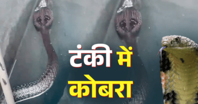 मानसून में रहें सतर्क! हल्द्वानी में पानी की टंकी में मिला ब्लैक कोबरा, मकान मालिक ने दिखाई समझदारी