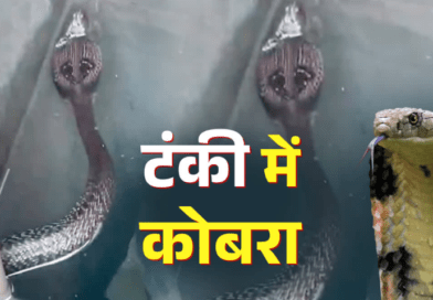 मानसून में रहें सतर्क! हल्द्वानी में पानी की टंकी में मिला ब्लैक कोबरा, मकान मालिक ने दिखाई समझदारी