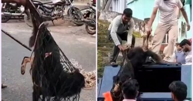 रुद्रप्रयाग-अगस्त्यमुनि में स्ट्रीट डॉग का आतंक, 24 लोगों को काटा, क्षेत्र में दहशत का माहौल