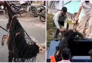 रुद्रप्रयाग-अगस्त्यमुनि में स्ट्रीट डॉग का आतंक, 24 लोगों को काटा, क्षेत्र में दहशत का माहौल