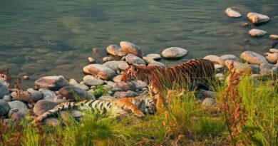 उत्तराखंड टाइगर रिजर्व के लिए जारी फंड नहीं हुआ खर्च, NTCA ने मुख्य सचिव को भेजा पत्र