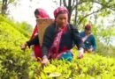 उत्तराखंड की ऑर्गेनिक चाय ने बनाई नई पहचान, 1600 हेक्टेयर में विकसित किया चाय बागान, 4200 लोगों को मिला रोजगार