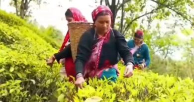 उत्तराखंड की ऑर्गेनिक चाय ने बनाई नई पहचान, 1600 हेक्टेयर में विकसित किया चाय बागान, 4200 लोगों को मिला रोजगार