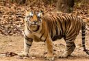 उत्तराखंड: कॉर्बेट फाटो पर्यटन जोन के प्रसिद्ध ‘भोला टाइगर’ ने ली अंतिम सांस, शांत स्वभाव की वजह से पड़ा ये नाम