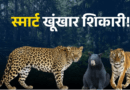 आदमखोरों ने वन विभाग के ‘चक्रव्यूह’ का निकाला तोड़, पिंजरे और बंदूकें दोनों फेल, कैट फैमिली हुई ‘चालाक’