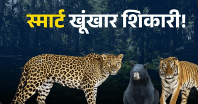 आदमखोरों ने वन विभाग के ‘चक्रव्यूह’ का निकाला तोड़, पिंजरे और बंदूकें दोनों फेल, कैट फैमिली हुई ‘चालाक’