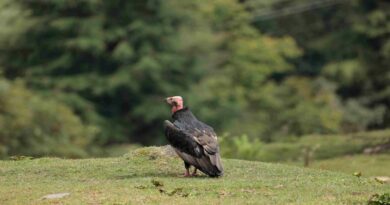 उत्तराखंड में दिखा दुर्लभ ‘लाल सिर वाला गिद्ध’, 2650 मीटर की ऊंचाई पर मौजूदगी की दर्ज, जानें क्यों है खास